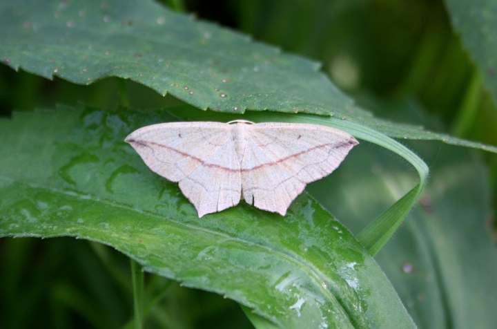 alcune farfalle da confermare ID